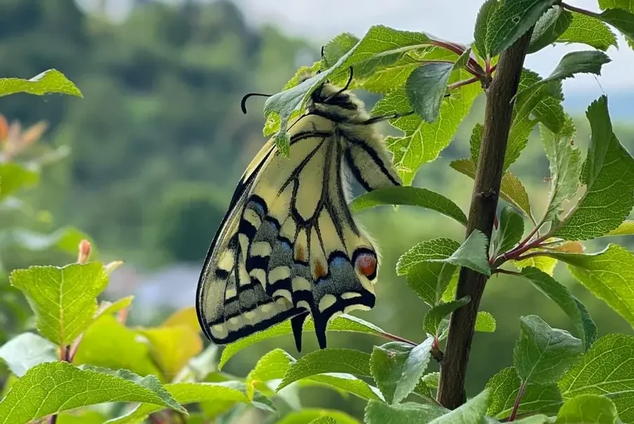 Individuelle Begleitung & Selbstheilung Metamorphose wie Schmetterling Dr. Katja Eissfeldt: Individuelle & persönliche Begleitung, Transformation & Ganzheitliche Selbstheilung, Metamorphose Raupe>Schmetterling