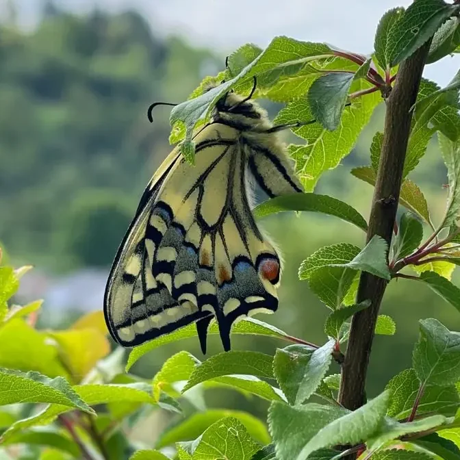 Individuelle Begleitung & Selbstheilung, Metamorphose wie Schmetterling Dr. Katja Eissfeldt: Individuelle & persönliche Begleitung, Transformation & Ganzheitliche Selbstheilung, Metamorphose Raupe>Schmetterling
